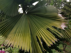 Licuala peltata
