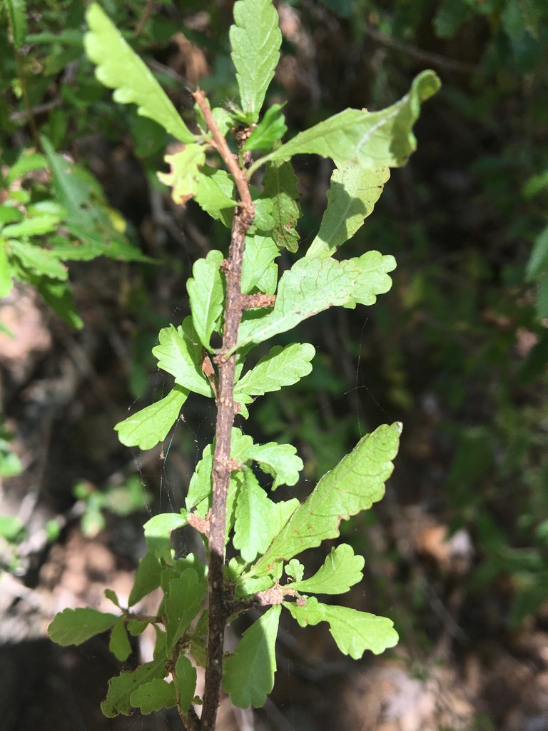 Acalypha eremorum Müll.Arg.