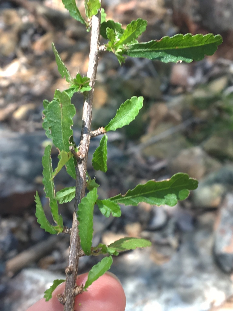 Acalypha eremorum Müll.Arg. 2