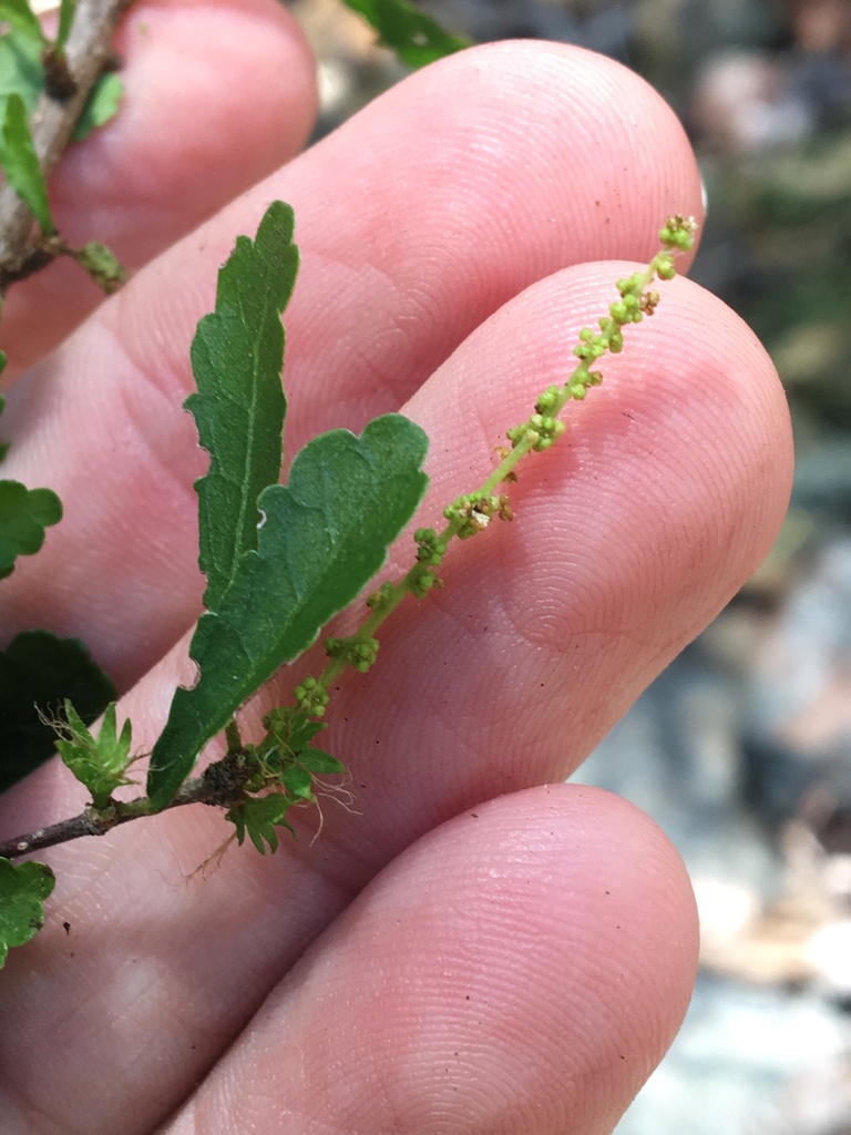 Acalypha eremorum Müll.Arg. 3