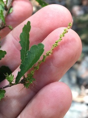 Acalypha eremorum