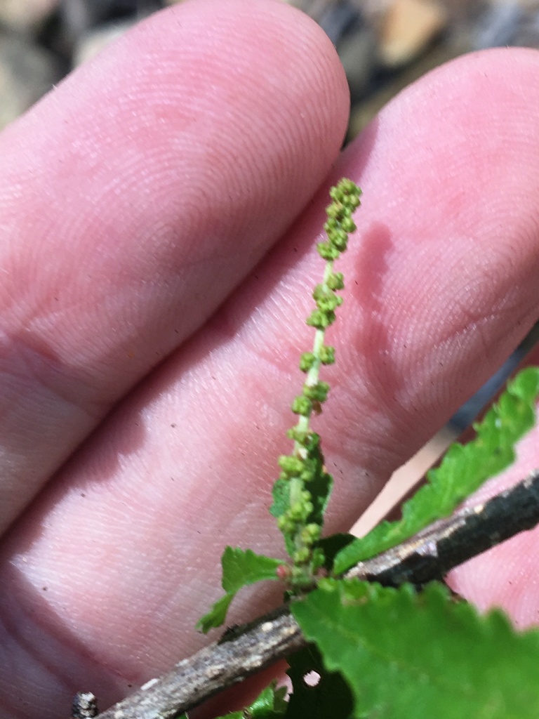 Acalypha eremorum Müll.Arg. 4