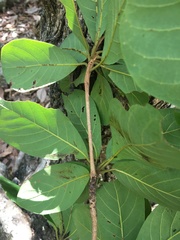 Terminalia porphyrocarpa