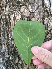 Terminalia porphyrocarpa
