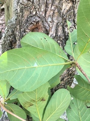Terminalia porphyrocarpa