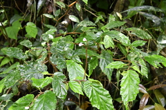 Begonia decandra