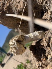 Agaricus deserticola