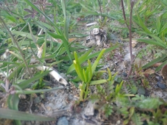 Plagiobothrys figuratus