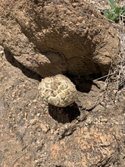 Agaricus deserticola