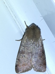 Orthosia rubescens