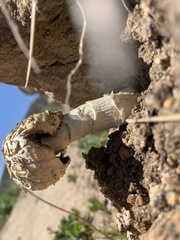 Agaricus deserticola