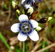 Gentianella corymbosa