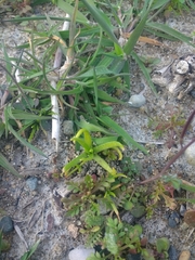 Plagiobothrys figuratus