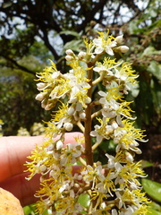 Miconia fallax