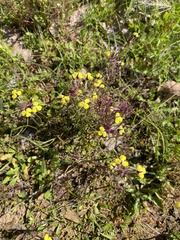 Triphysaria eriantha