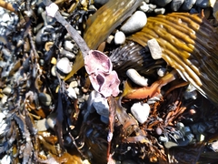 Lithophyllum carpophylli