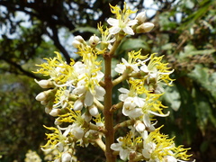 Miconia fallax