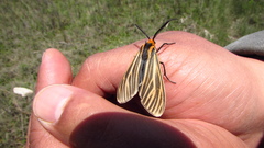Ctenucha vittigera