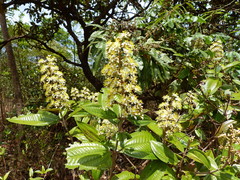 Miconia fallax