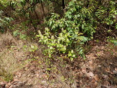 Miconia fallax