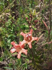 Esterhazya splendida