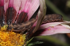 Lepidoptera