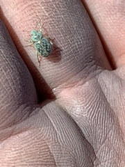 Miloderes amargosensis