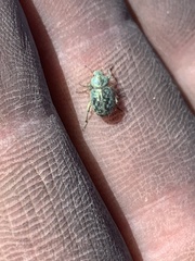 Miloderes amargosensis