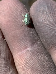 Miloderes amargosensis