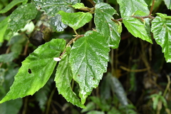 Begonia decandra