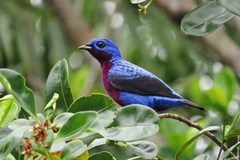 Cotinga cotinga