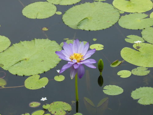 Image of Nymphaea gigantea by (c) botanygirl, some rights reserved (CC BY)