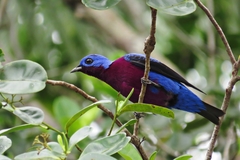 Cotinga cotinga