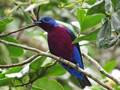 Cotinga cotinga