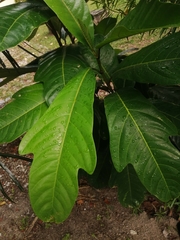Artocarpus altilis