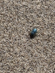 Miloderes amargosensis