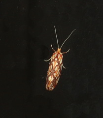 Lactura panopsia