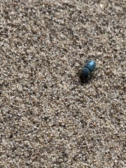 Miloderes amargosensis