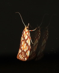 Lactura panopsia