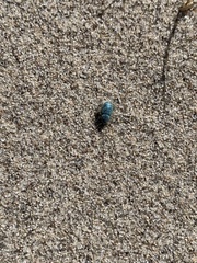 Miloderes amargosensis