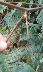 Acacia decurrens