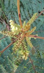 Acacia decurrens