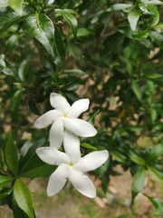 Tabernaemontana pandacaqui