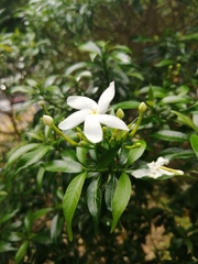 Tabernaemontana pandacaqui