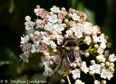 Criorhina bubulcus