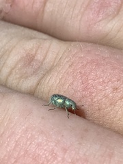 Miloderes amargosensis