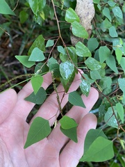 Homalanthus stillingiifolius