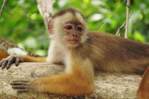 Cebus unicolor Spix, 1823