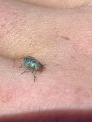 Miloderes amargosensis