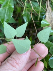 Homalanthus stillingiifolius